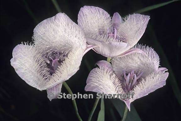 calochortus coeruleus 2 graphic